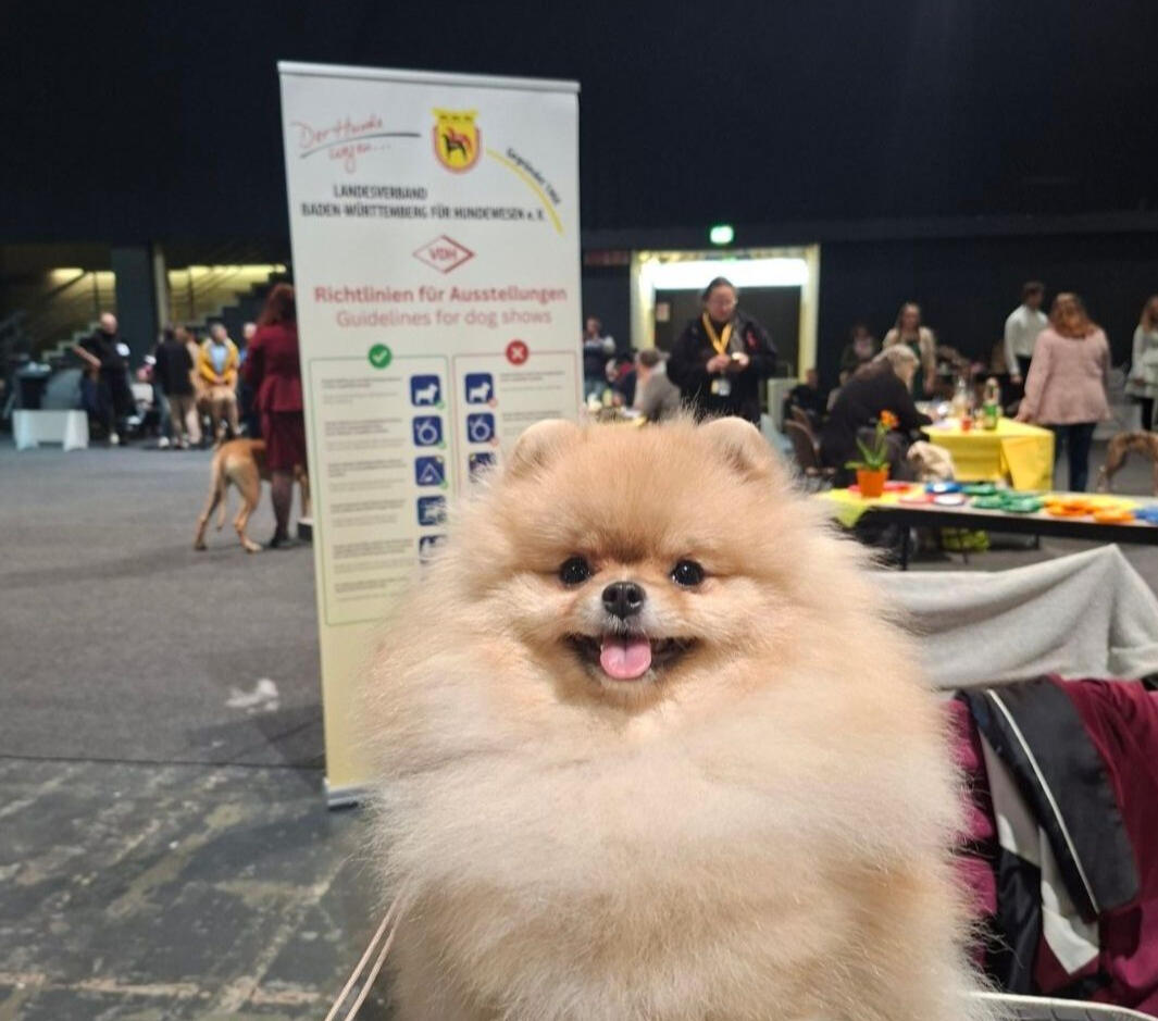 Roya Zwergspitz (German Toy Spitz) Wins Junior CACIB & JCW | International Dog Show Ortenau 2026 Champion Zwergspitz (German Toy Spitz) Royal to the Core Roya at International Dog Show Ortenau 2026 in Germany winning Junior CAC, Junior CACIB, JCW and Ortenau Jugendsieger under FCI judge Julia Todorova