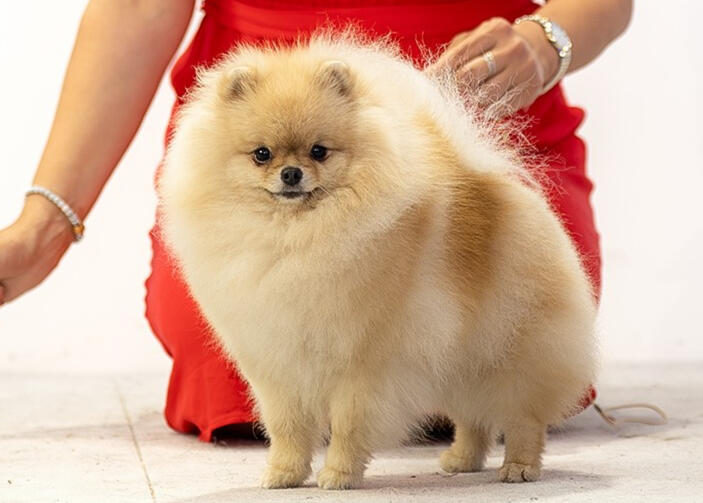 Pomeranian Royal to the Core Roya at World Dog Show Bologna 2026 Excellent in Junior Class Royal to the Core Roya, a cream Pomeranian, competing at the World Dog Show 2026 in Bologna, Italy, where she earned an Excellent rating in the highly competitive Junior Class under FCI judge Bojan Mataković.