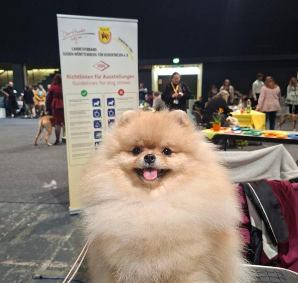 Zwergspitz Roya Wins Junior CACIB & JCW | International Dog Show Ortenau 2026 Champion Zwergspitz (German Toy Spitz) Royal to the Core Roya at International Dog Show Ortenau 2026 in Germany winning Junior CAC, Junior CACIB, JCW and Ortenau Jugendsieger under FCI judge Stefan Sinko
