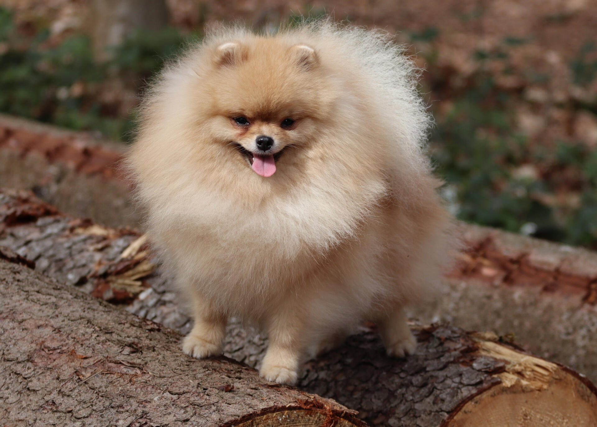 Roya lion pom, pomeranian Show Pomeranian Roya posing outdoors